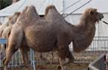 Circus camel leaves police looking like clowns in Oz.